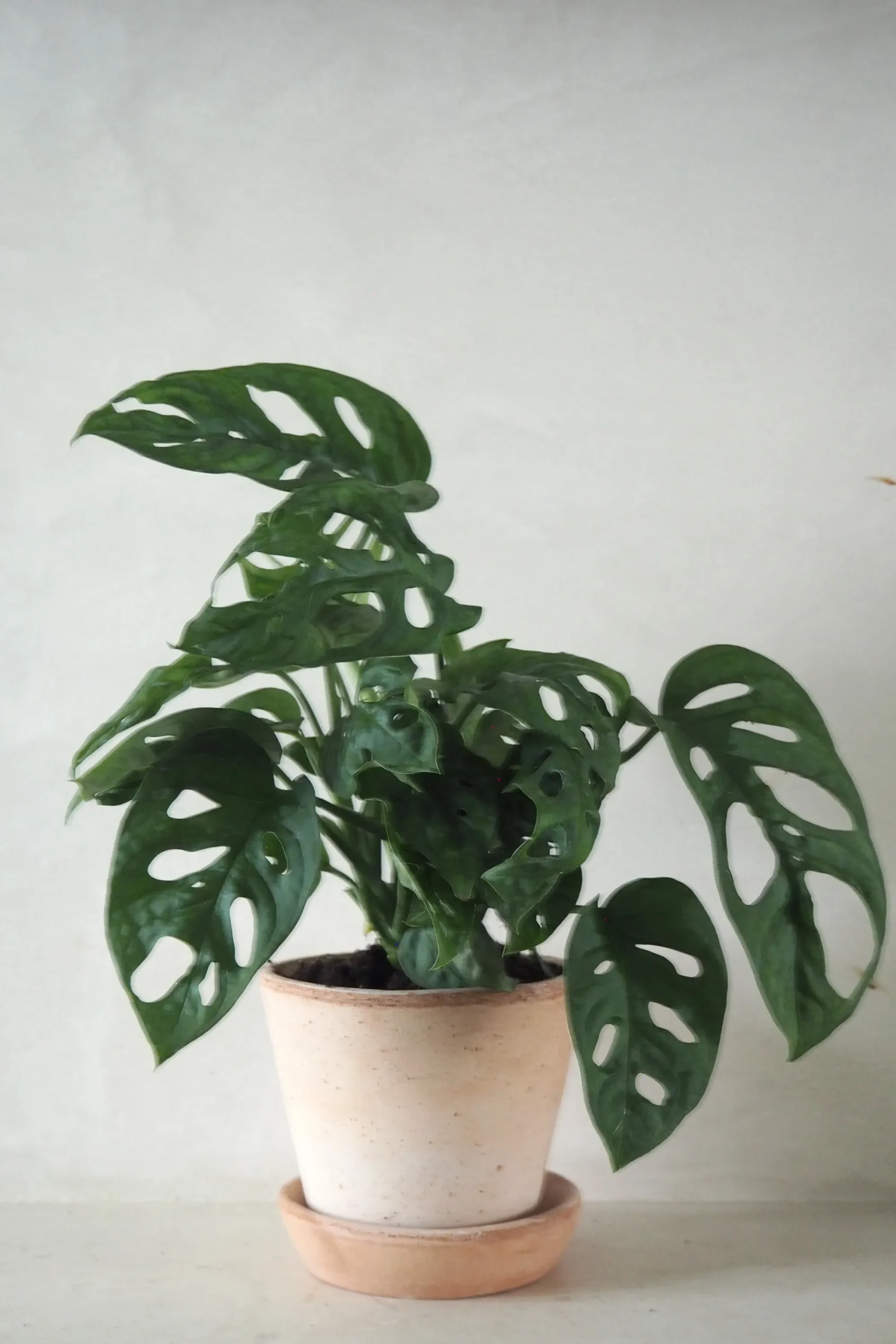 PLANT Monstera Adansonii Online