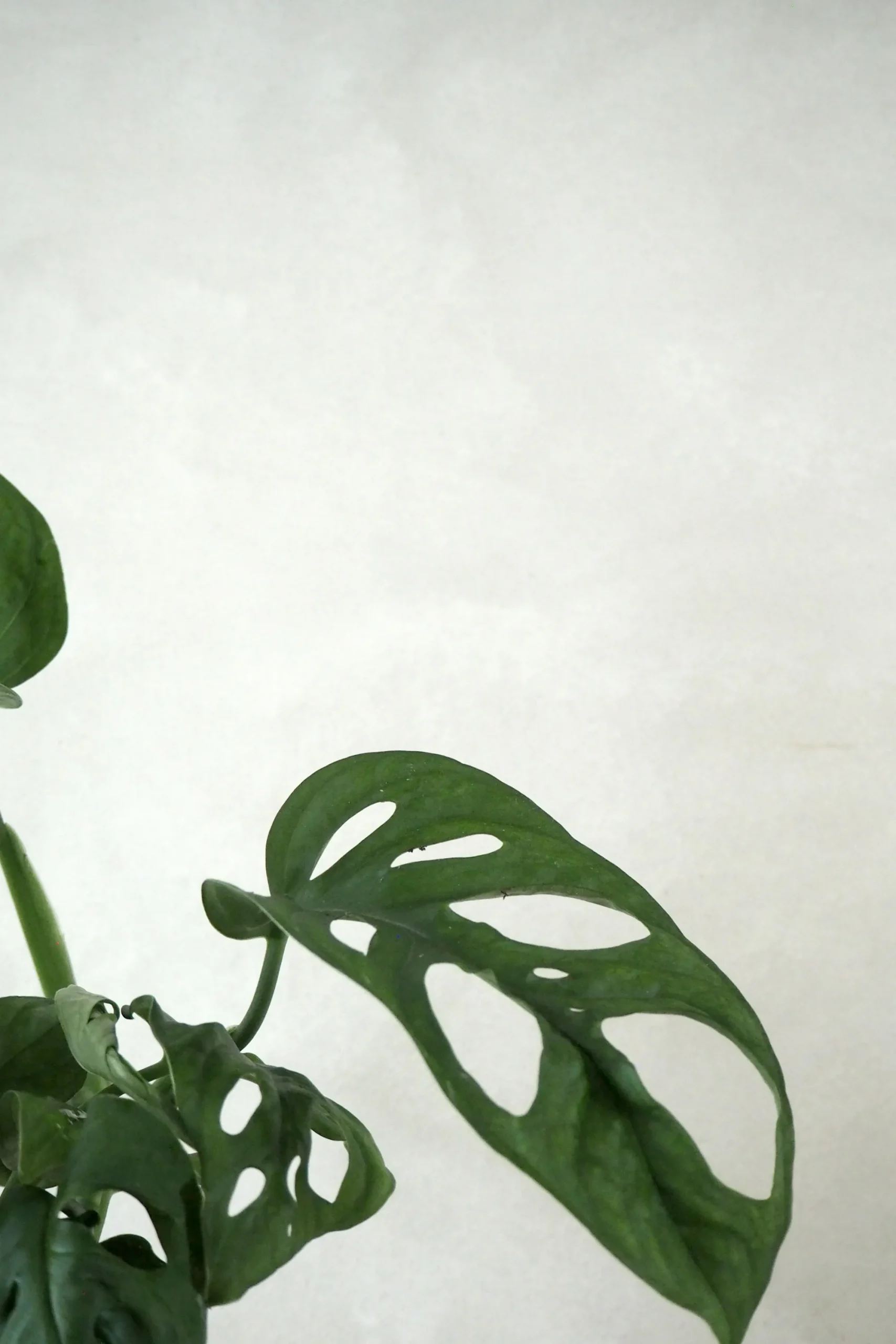 PLANT Monstera Adansonii Online