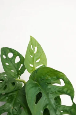 PLANT Monstera Adansonii Online