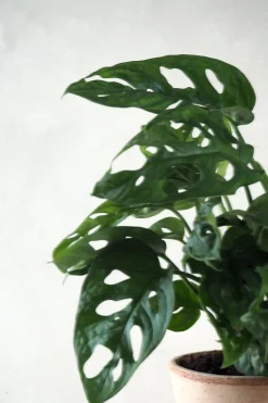 PLANT Monstera Adansonii Online