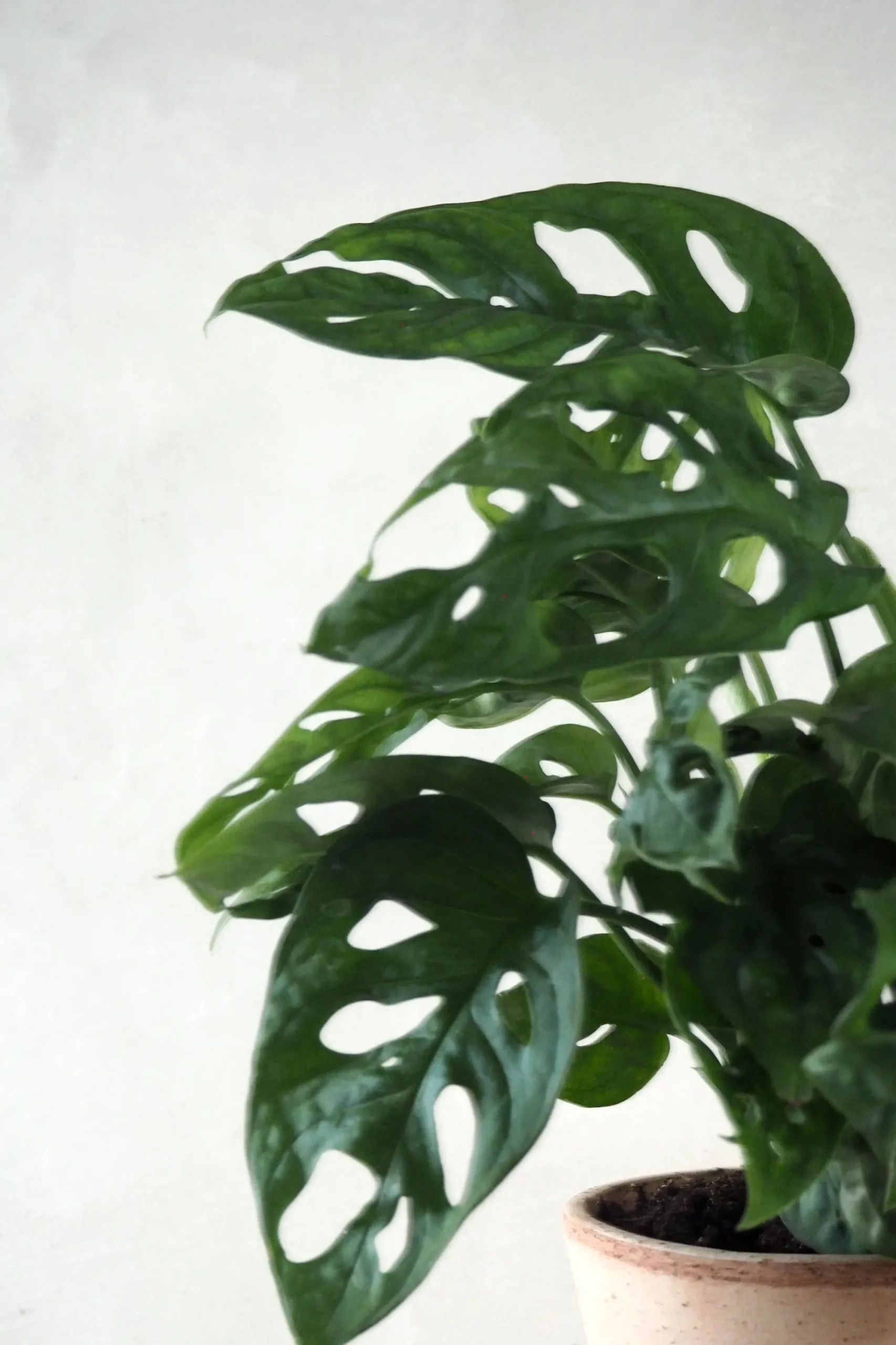 PLANT Monstera Adansonii Online