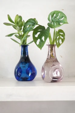 PLANT Monstera adansonii i vase, rosa Clearance