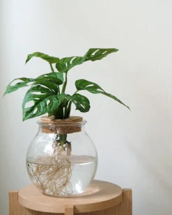 PLANT Monstera i glaskolbe Best