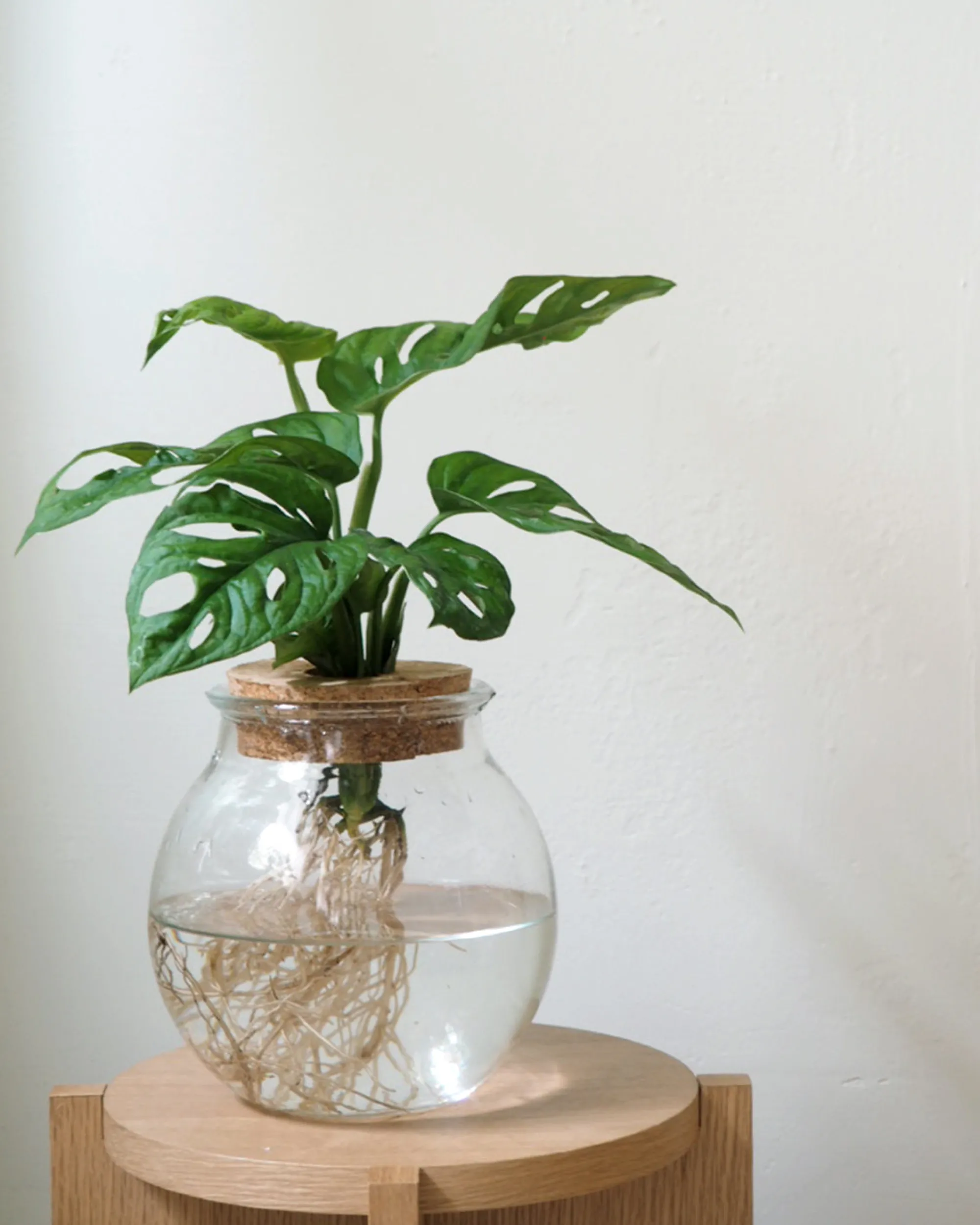 PLANT Monstera i glaskolbe Best