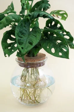 PLANT Monstera i glaskolbe Best