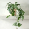 PLANT Monstera siltepecana Discount
