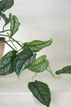 PLANT Monstera siltepecana Discount
