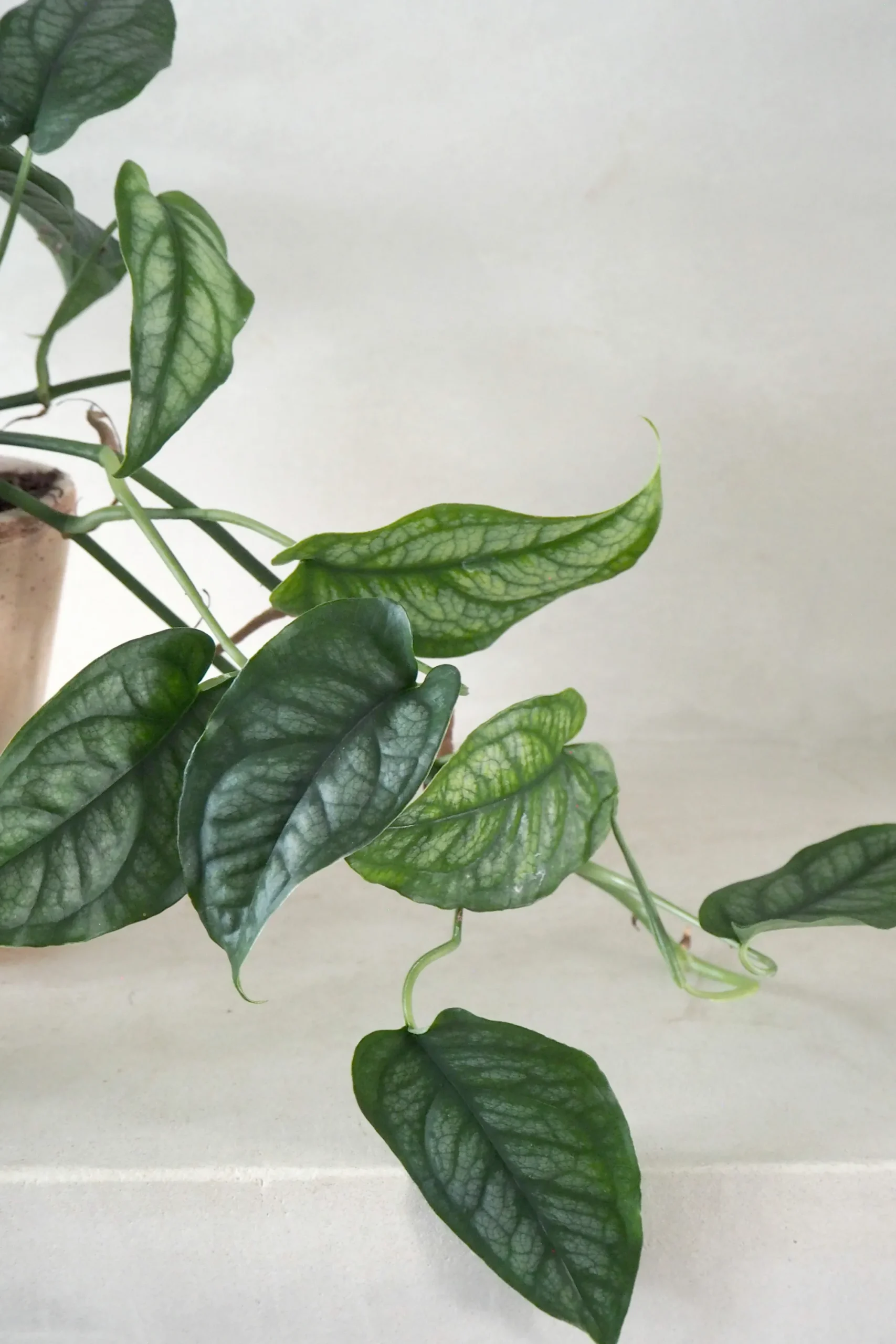 PLANT Monstera siltepecana Discount