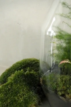 PLANT Mos Best