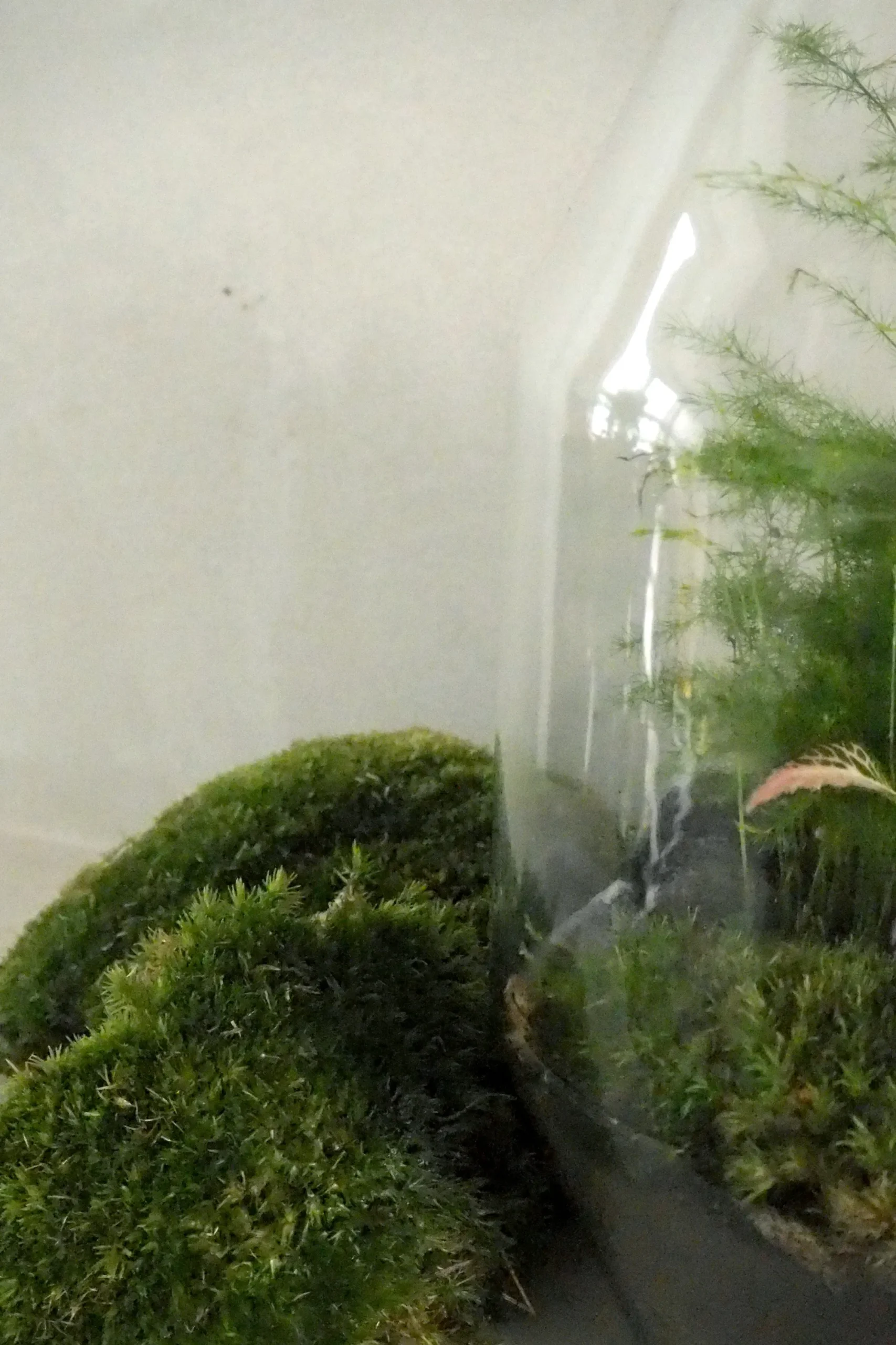 PLANT Mos Best