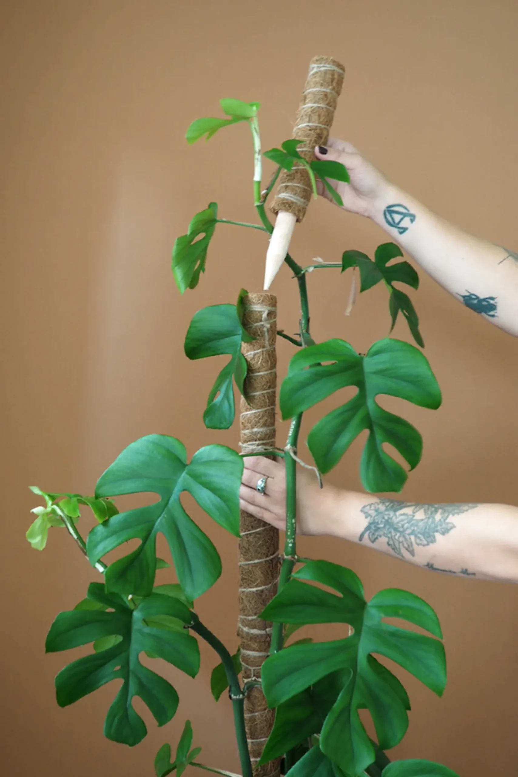 PLANT Mosstok Online