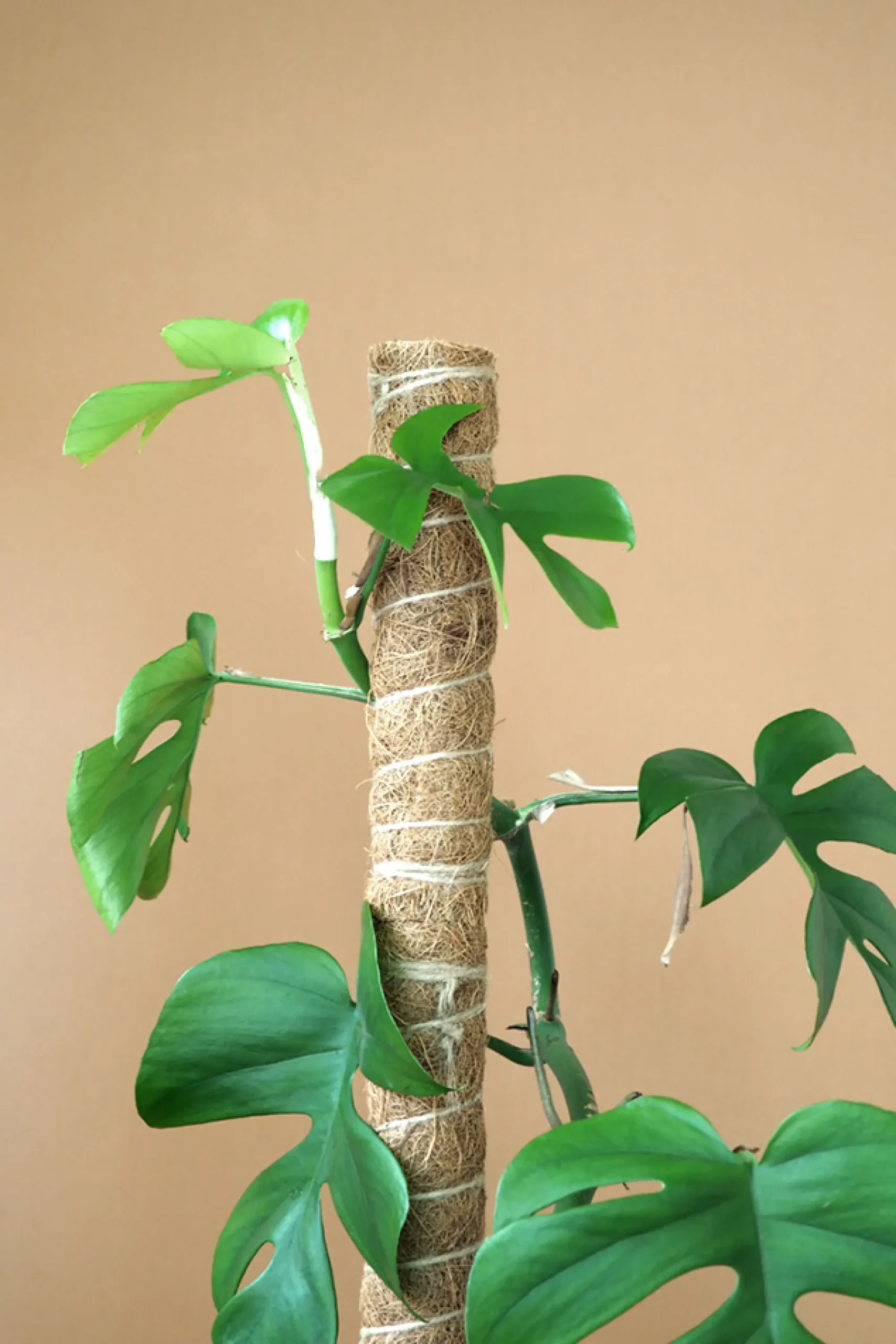 PLANT Mosstok Online