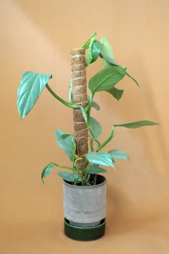 PLANT Mosstok Online