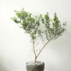 PLANT Myrtel, stor Outlet