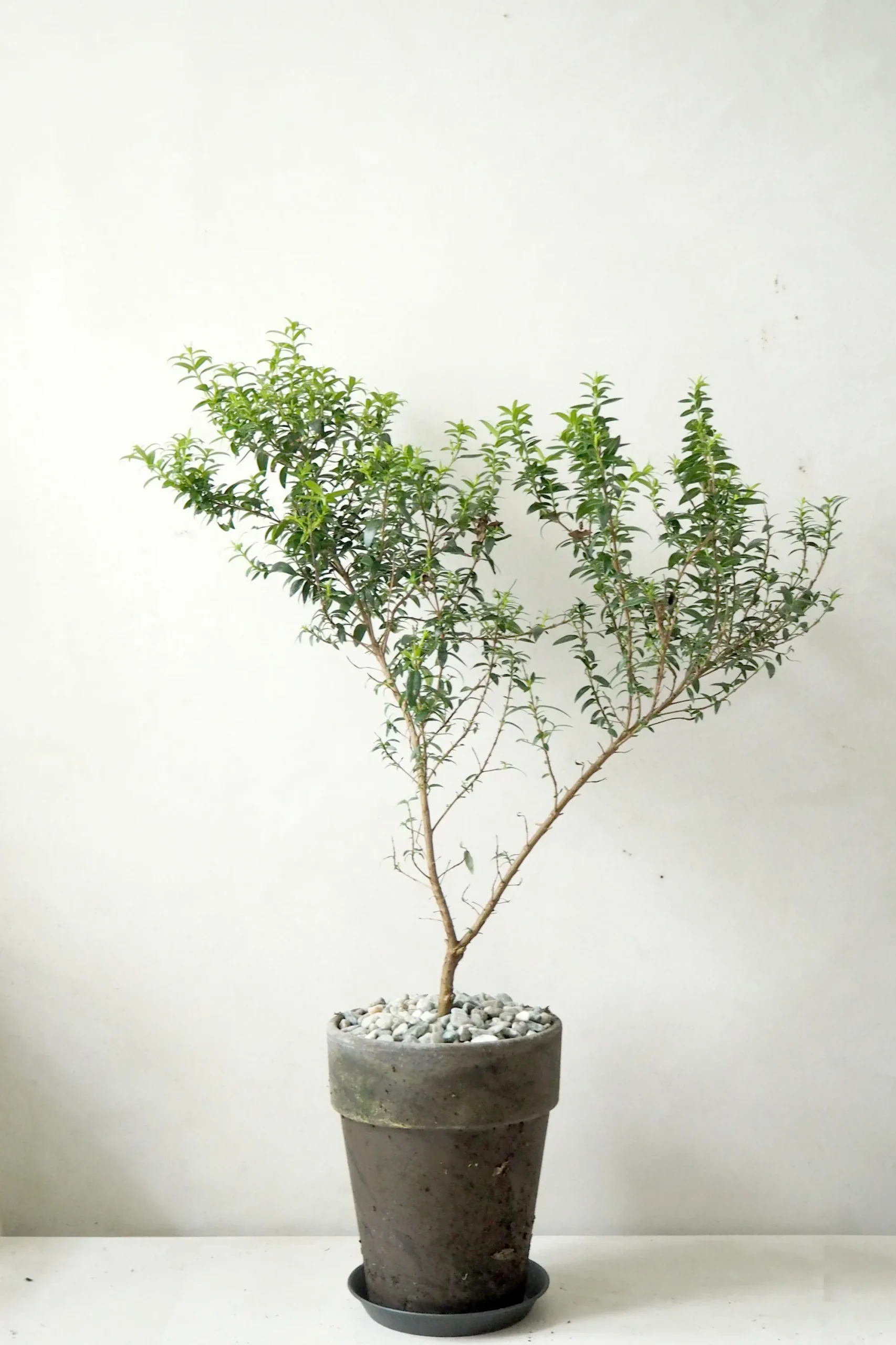 PLANT Myrtel, stor Outlet
