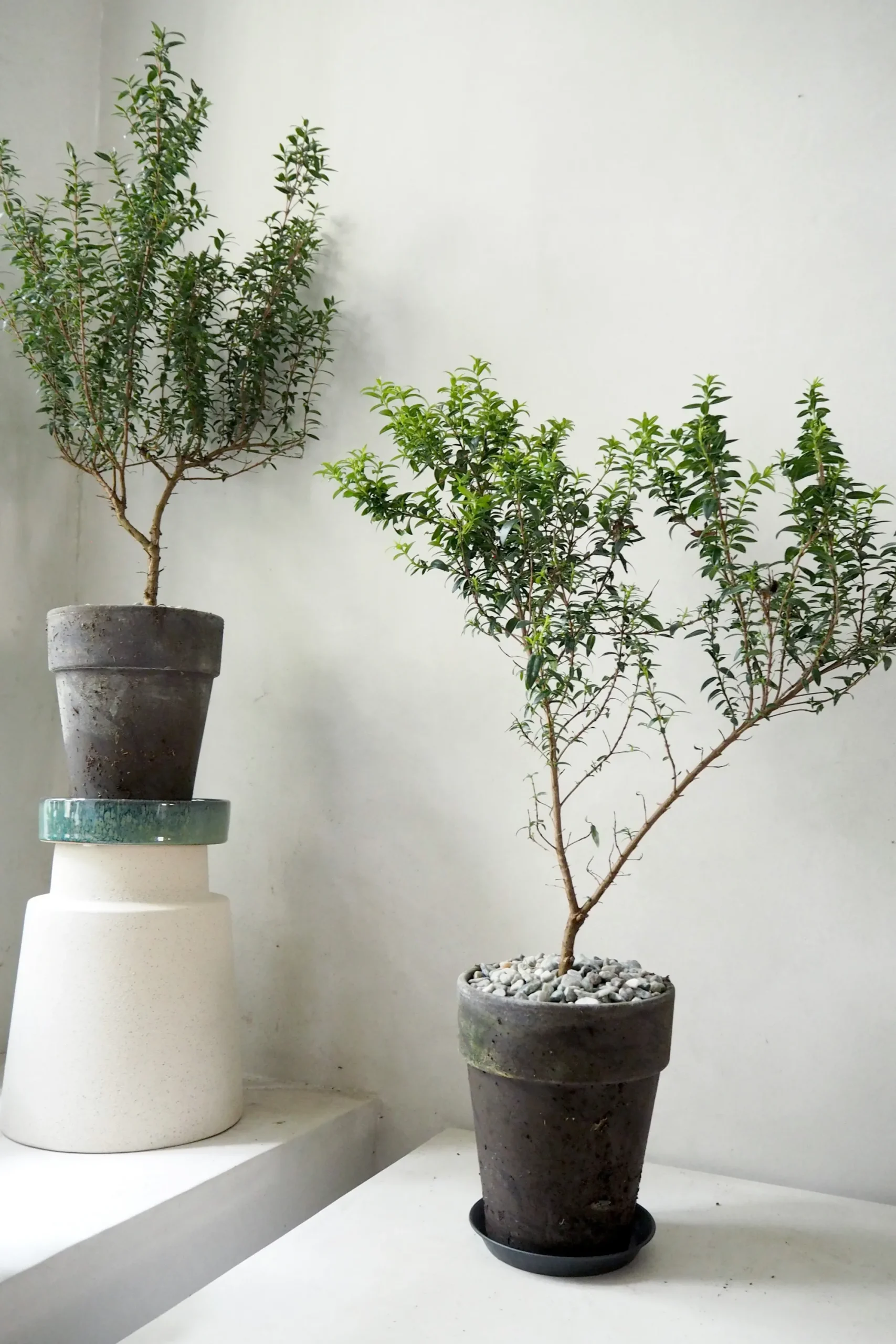 PLANT Myrtel, stor Outlet
