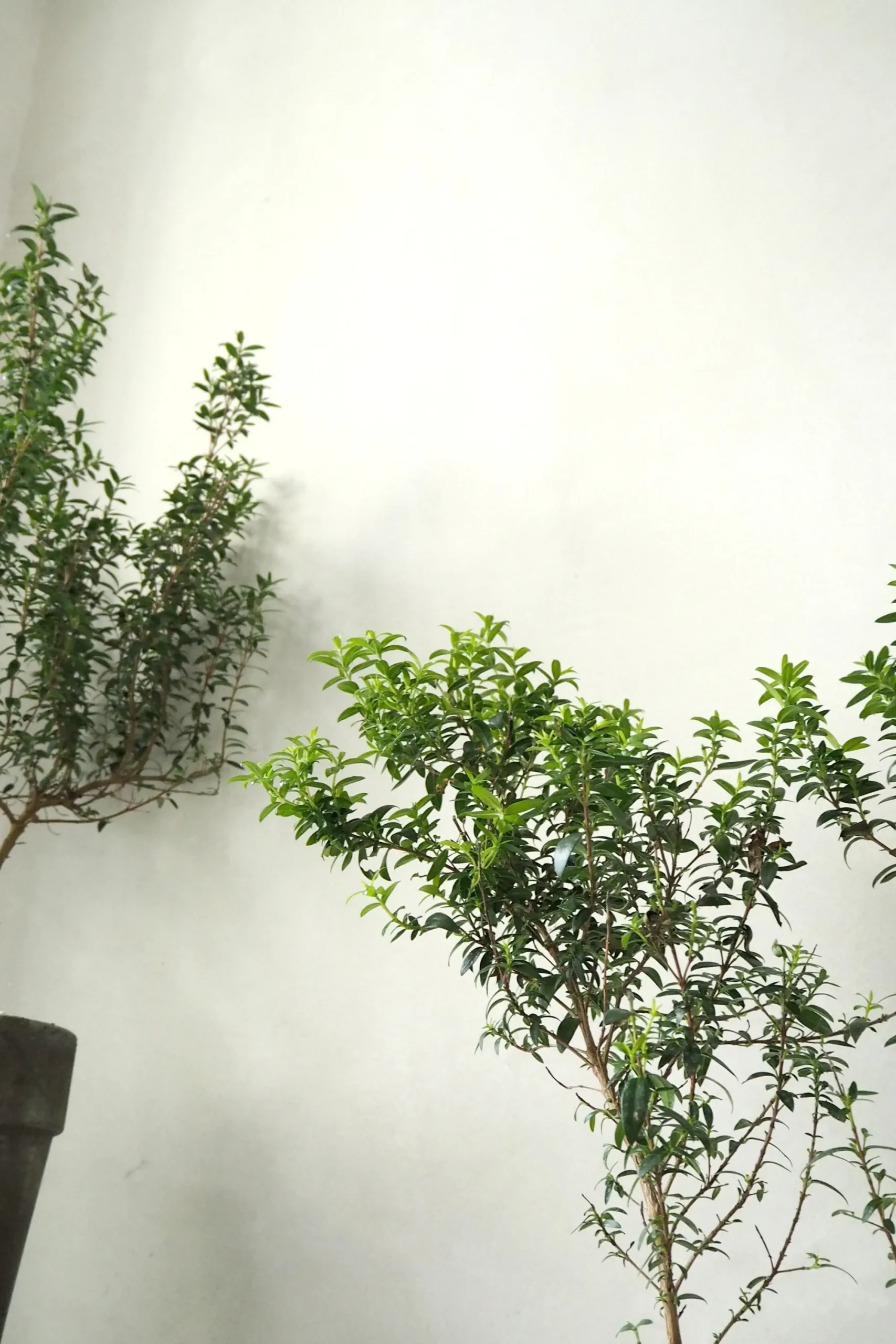 PLANT Myrtel, stor Outlet
