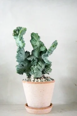 PLANT Myrtillo Cristata Online