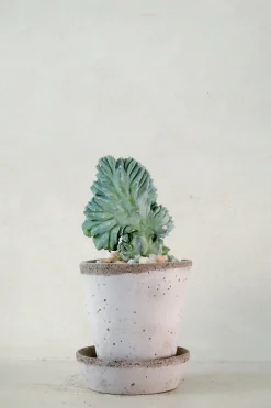 PLANT Myrtillo Geometrizans Outlet