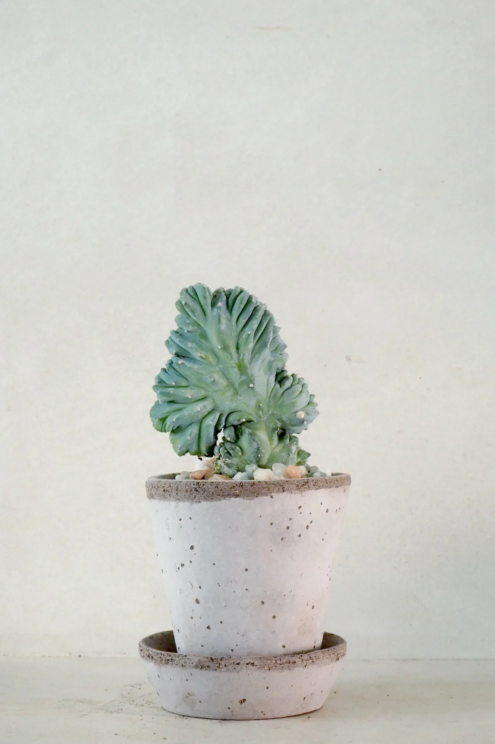 PLANT Myrtillo Geometrizans Outlet