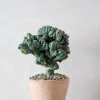 PLANT Myrtillocactus geometrizans cr. minor Clearance