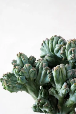 PLANT Myrtillocactus geometrizans cr. minor Clearance