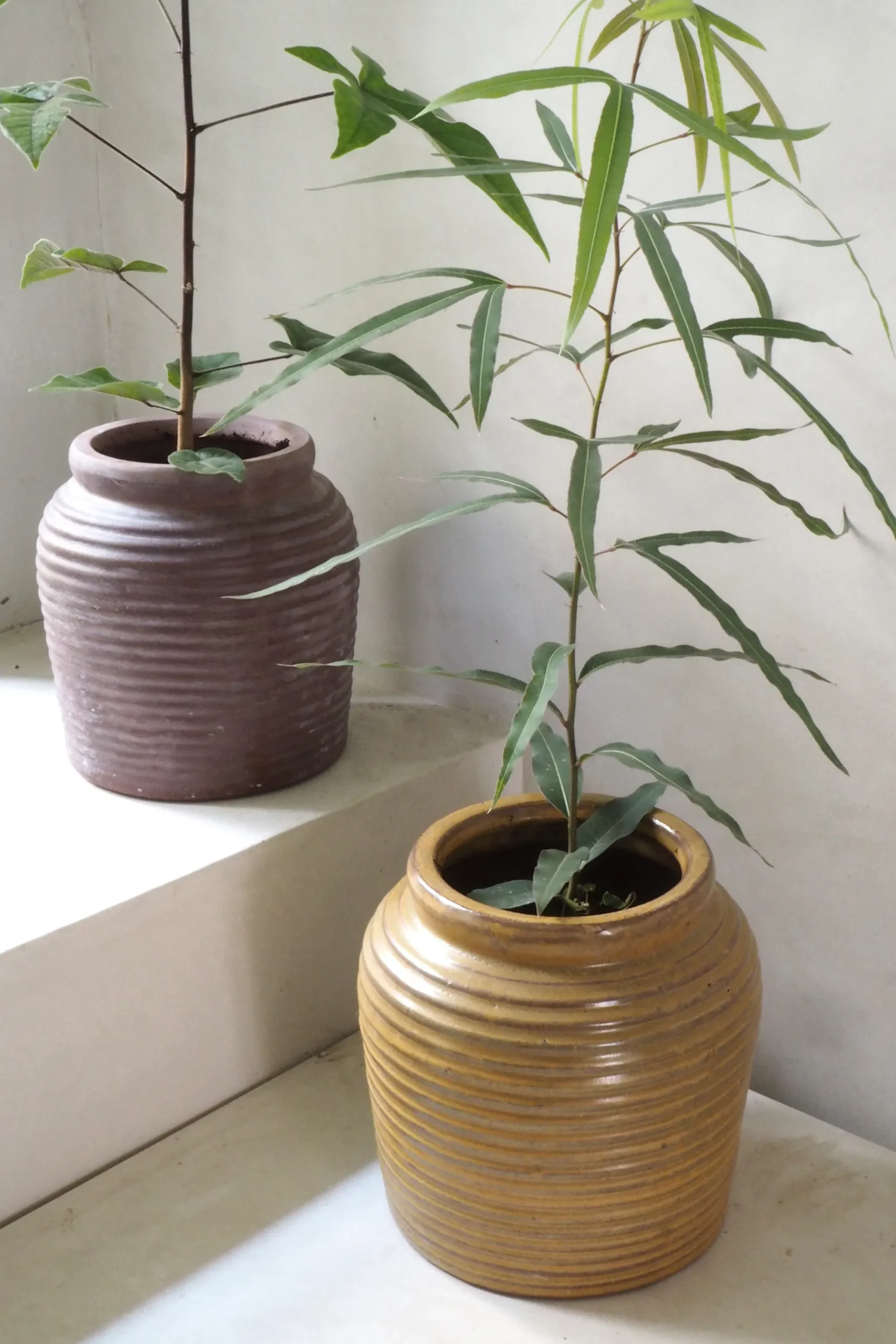 PLANT Nelly krukke - brun Hot