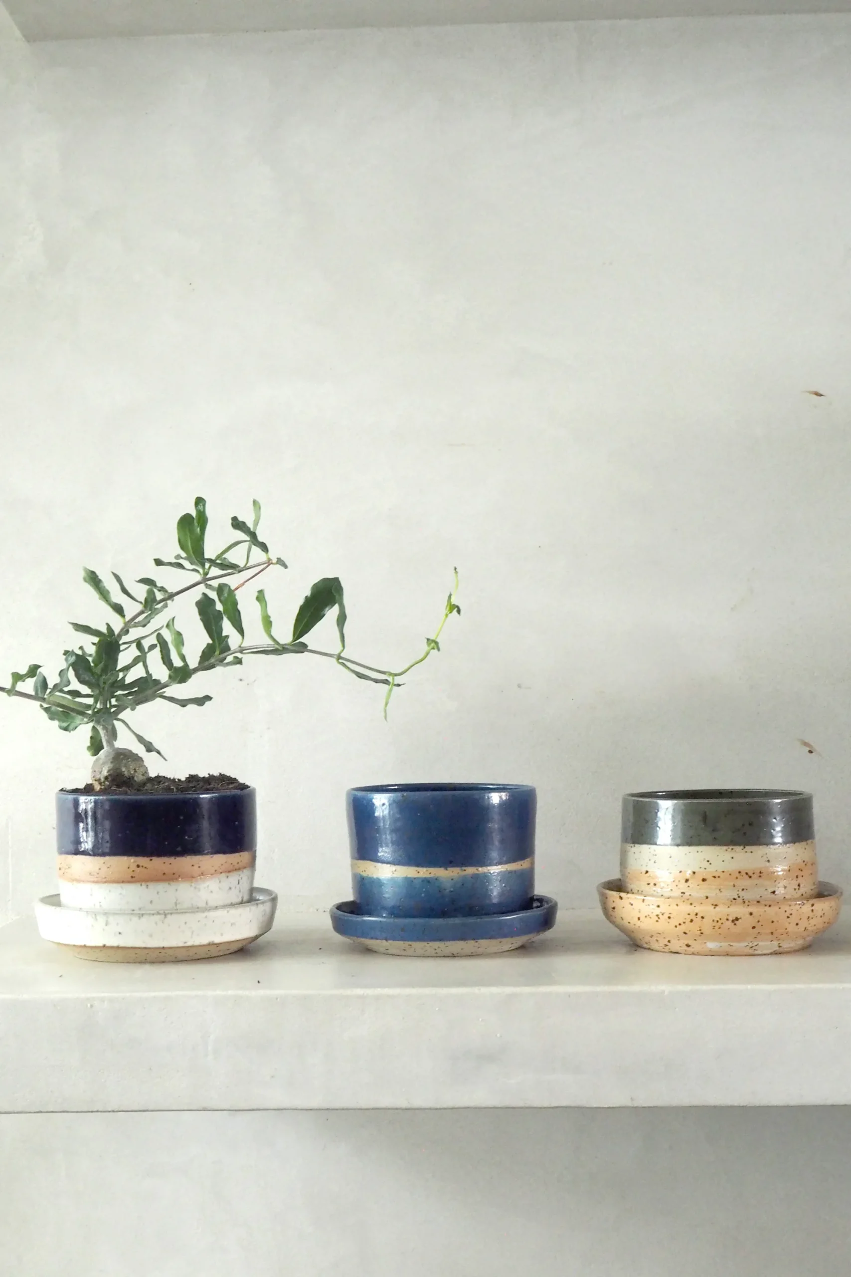 PLANT Nina Frigg medium no. 2 New