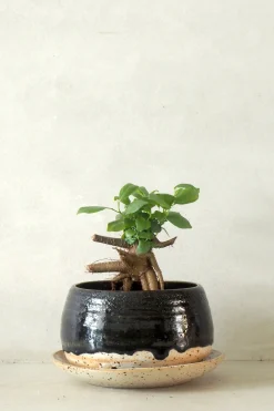 PLANT Nina Frigg medium no. 4 Online