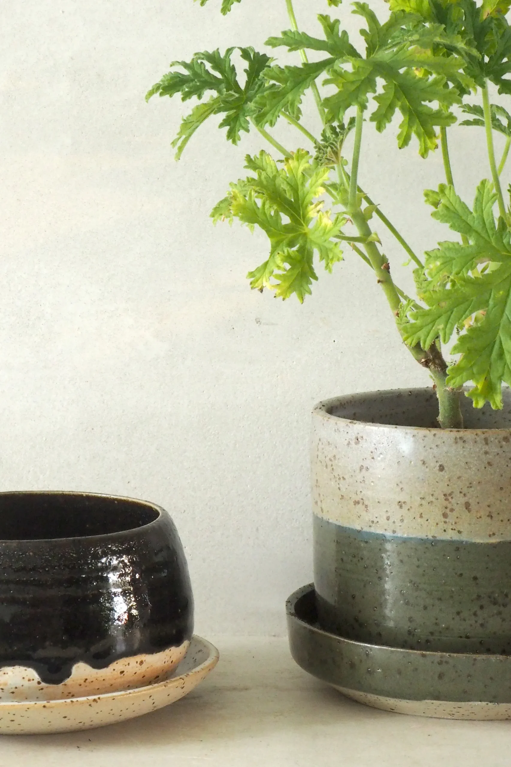 PLANT Nina Frigg stor no. 8 Clearance