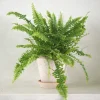 PLANT Nyrebregne