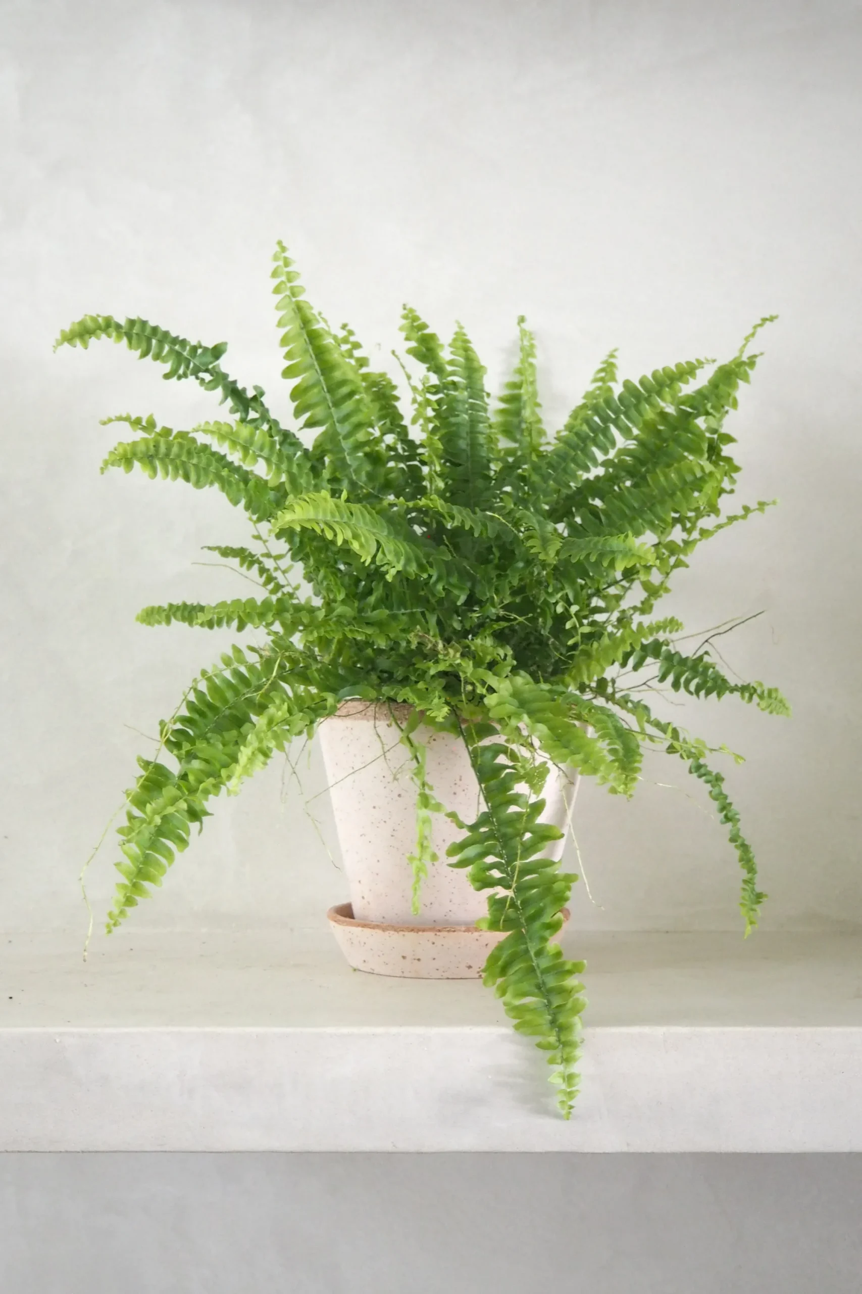 PLANT Nyrebregne