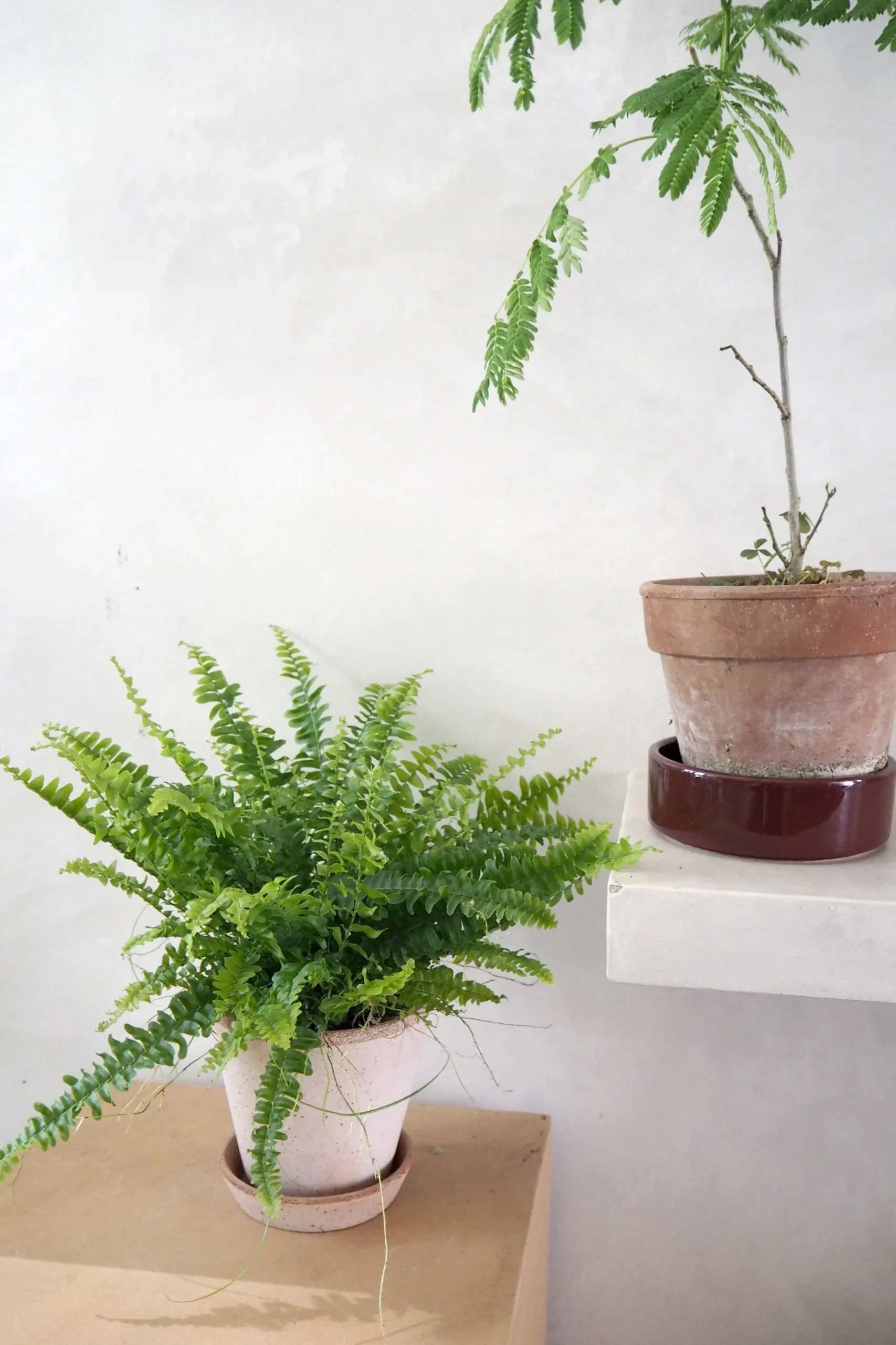 PLANT Nyrebregne