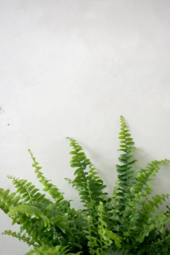 PLANT Nyrebregne