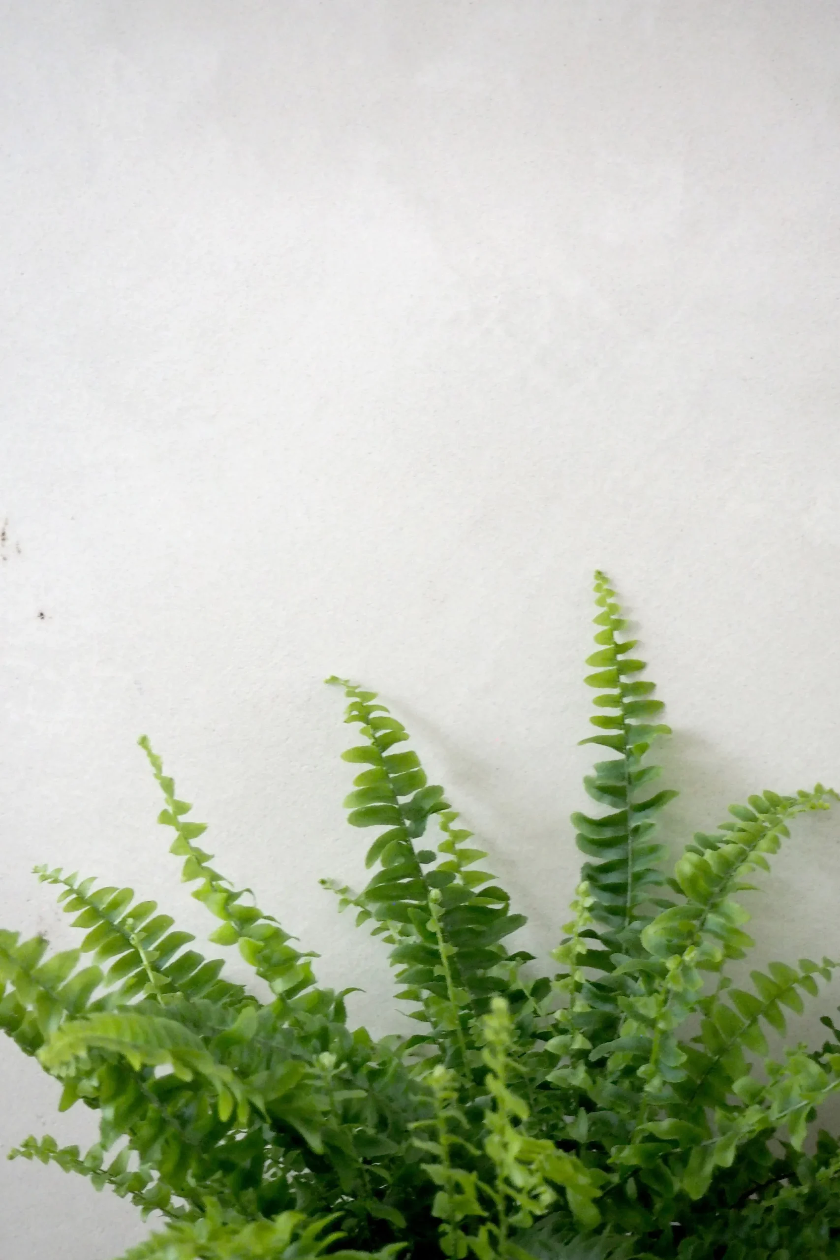 PLANT Nyrebregne