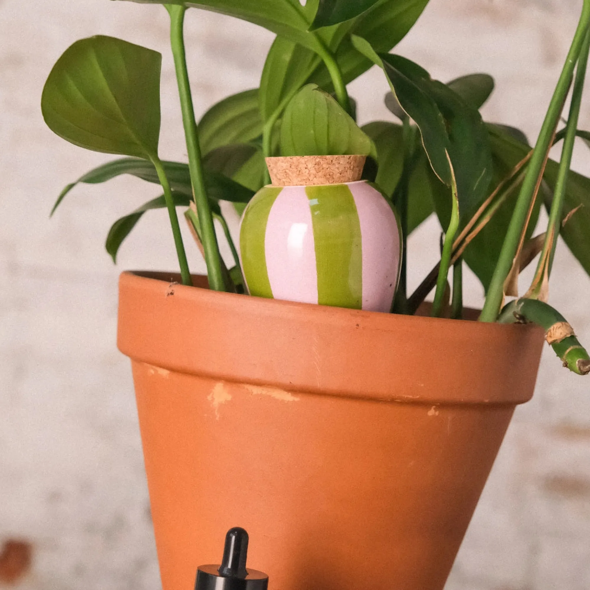 PLANT Olla selvvander - lilla/grøn Outlet