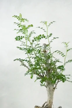 PLANT Operculicary decaryi Online