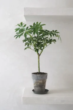 PLANT Opstammet Schefflera Best