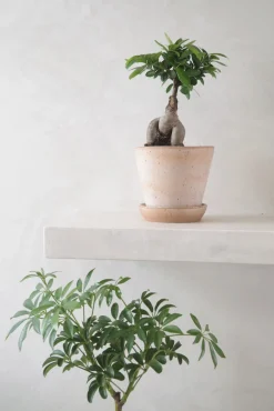 PLANT Opstammet Schefflera Best