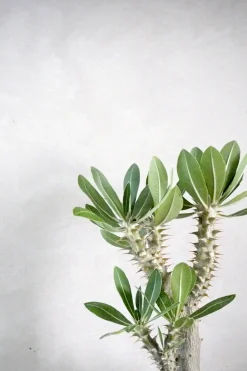 PLANT Pachypodium Horombense Online