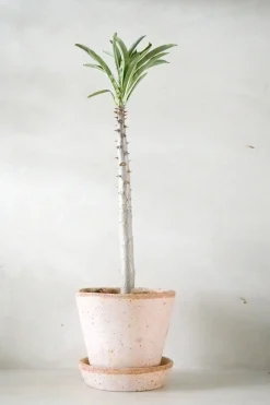 PLANT Pachypodium rutenbergianum New