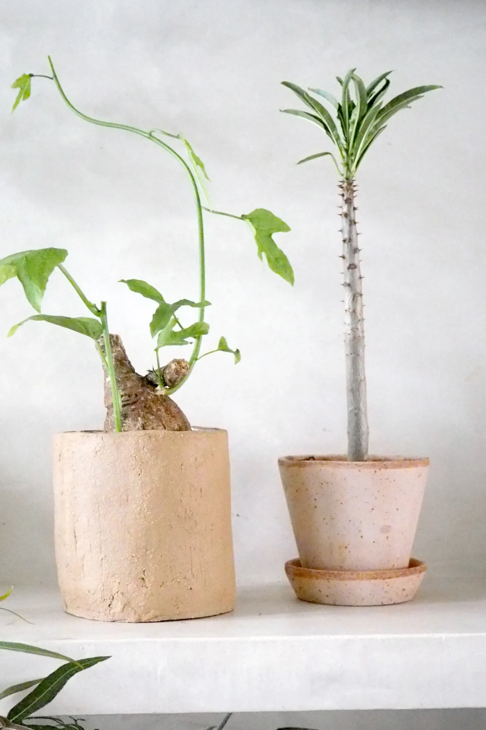 PLANT Pachypodium rutenbergianum New
