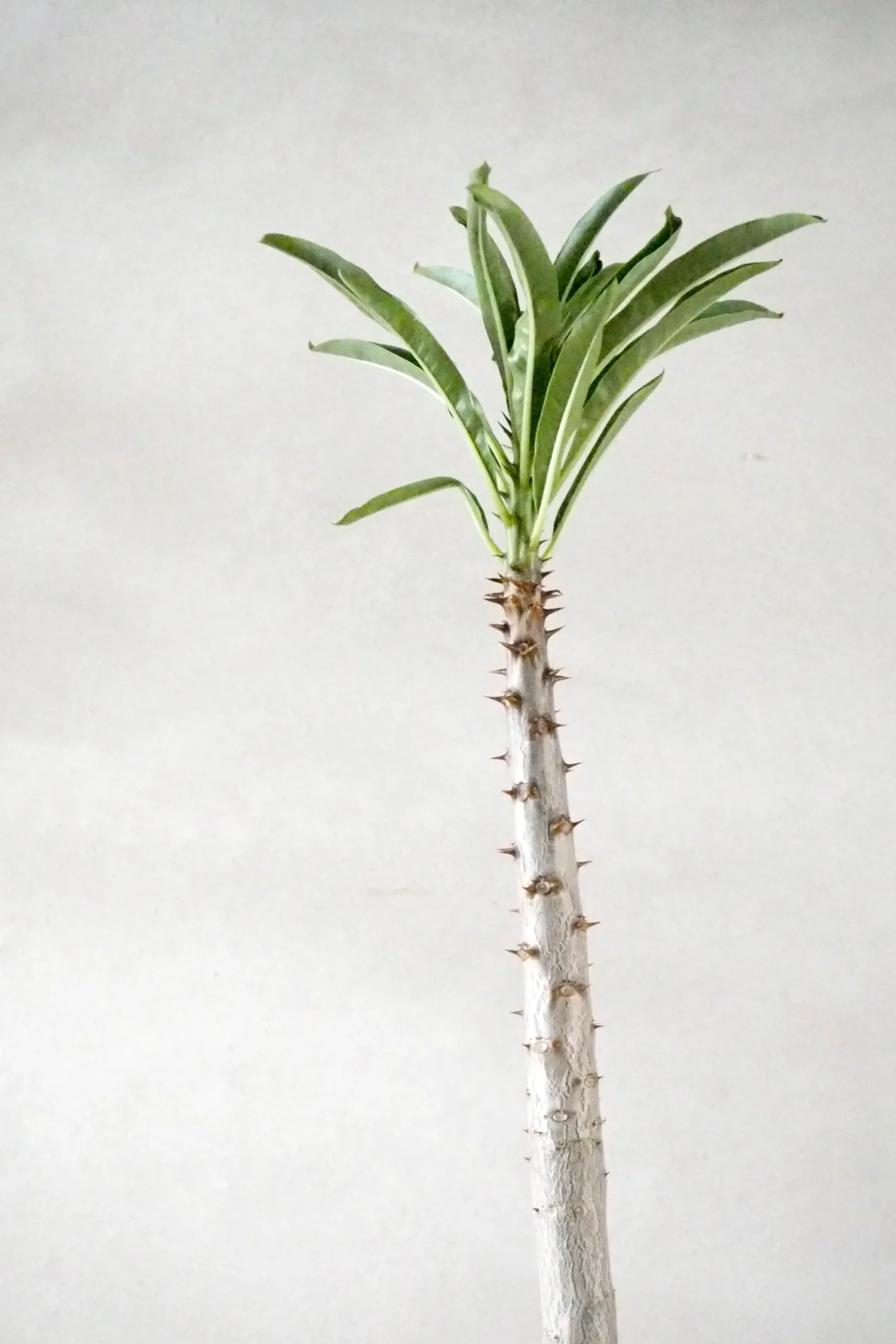 PLANT Pachypodium rutenbergianum New