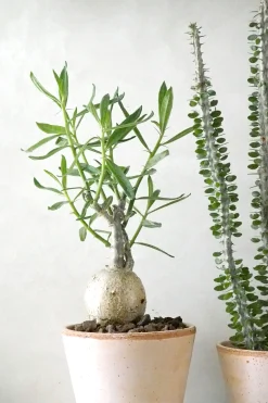 PLANT Pachypodium succulentum, stor Discount