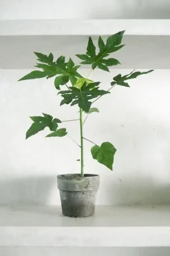 PLANT Papaya