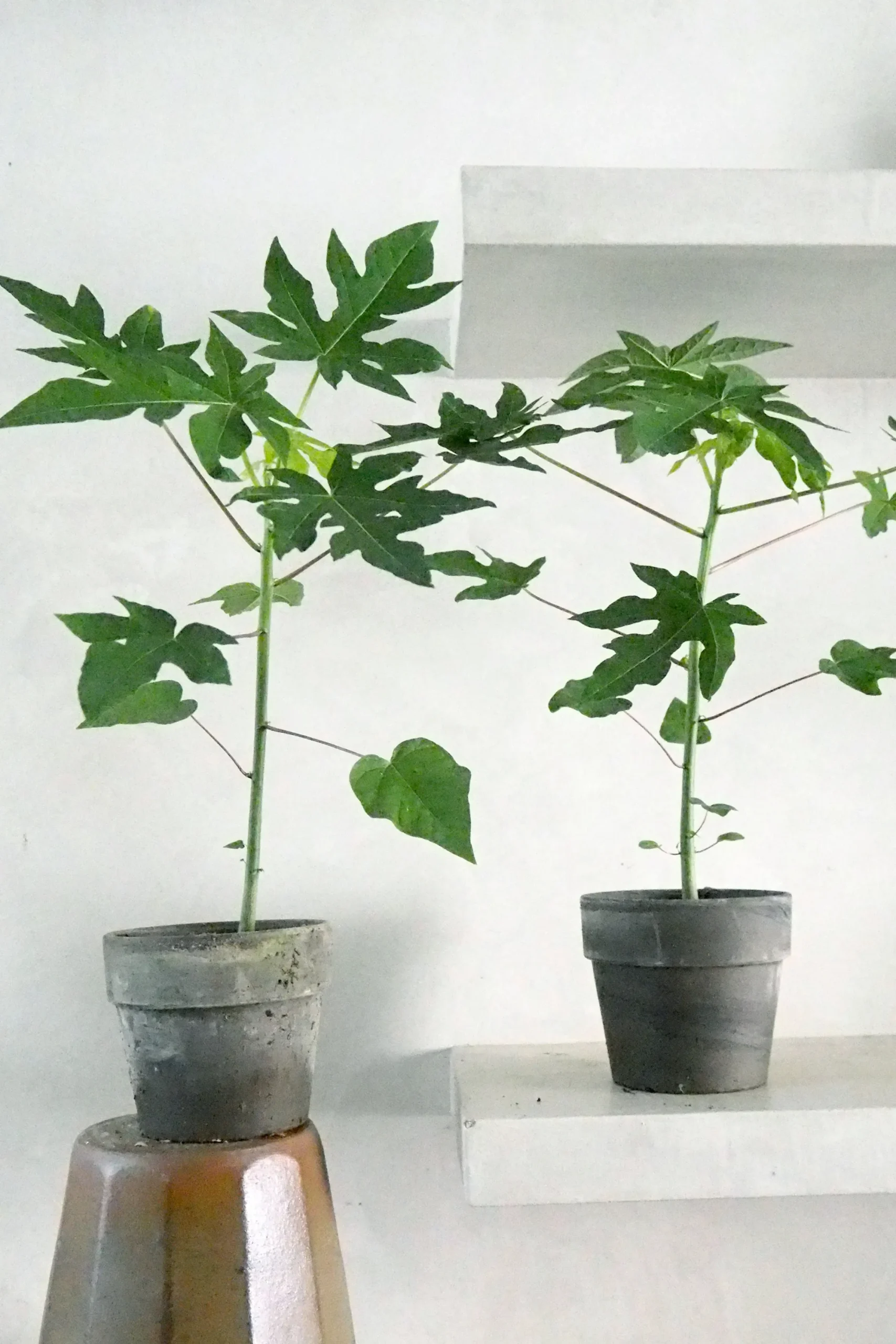 PLANT Papaya