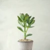 PLANT Paradistræ Sale