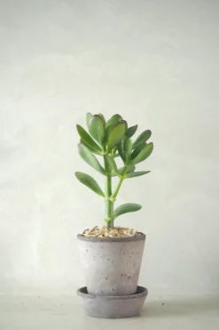 PLANT Paradistræ Sale
