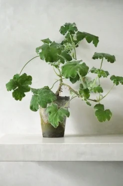 PLANT Pelargonium Tomantose Hot