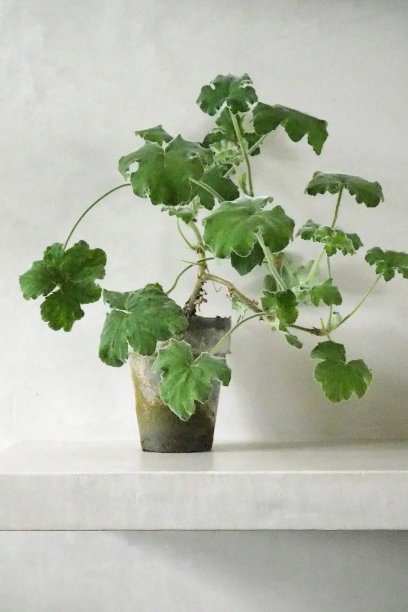PLANT Pelargonium Tomantose Hot